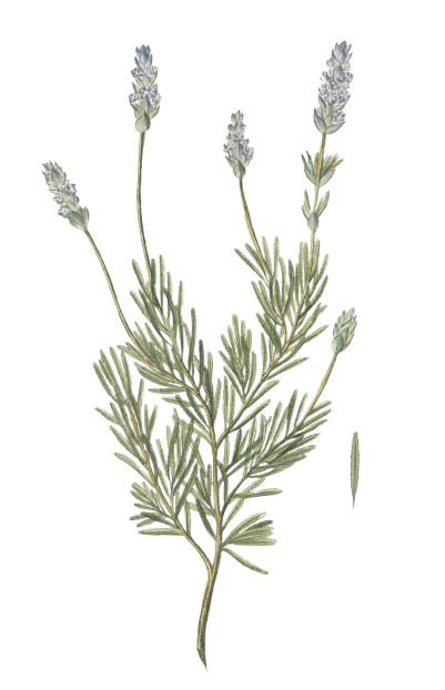 Botanical